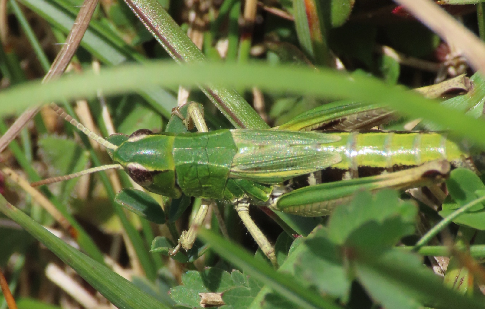 Meadow-Grasshopper